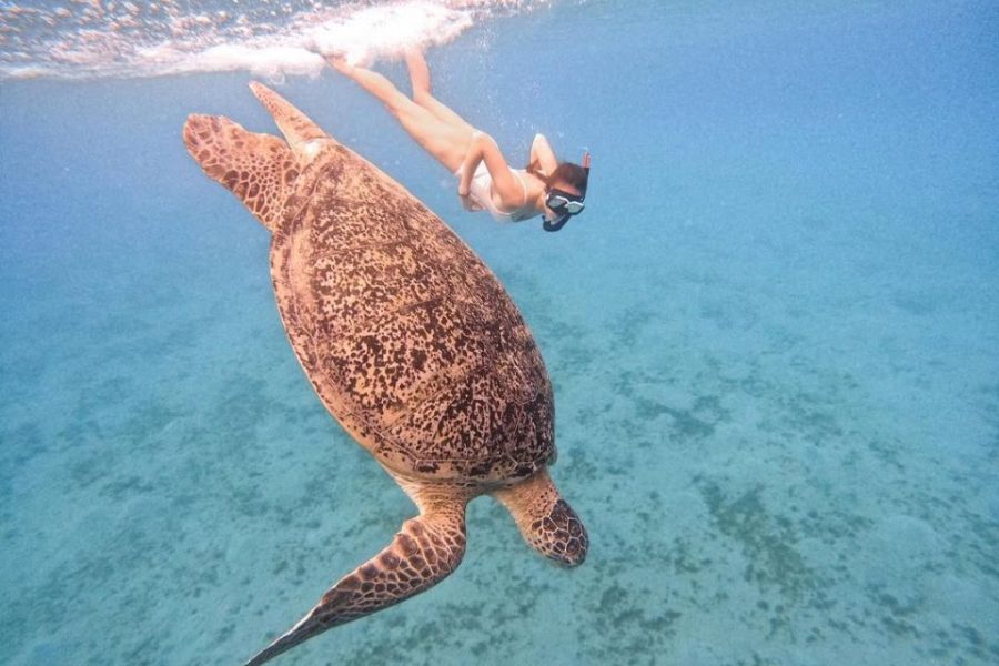 Abu Dabbab is one of the most famous dive sites in the Red Sea